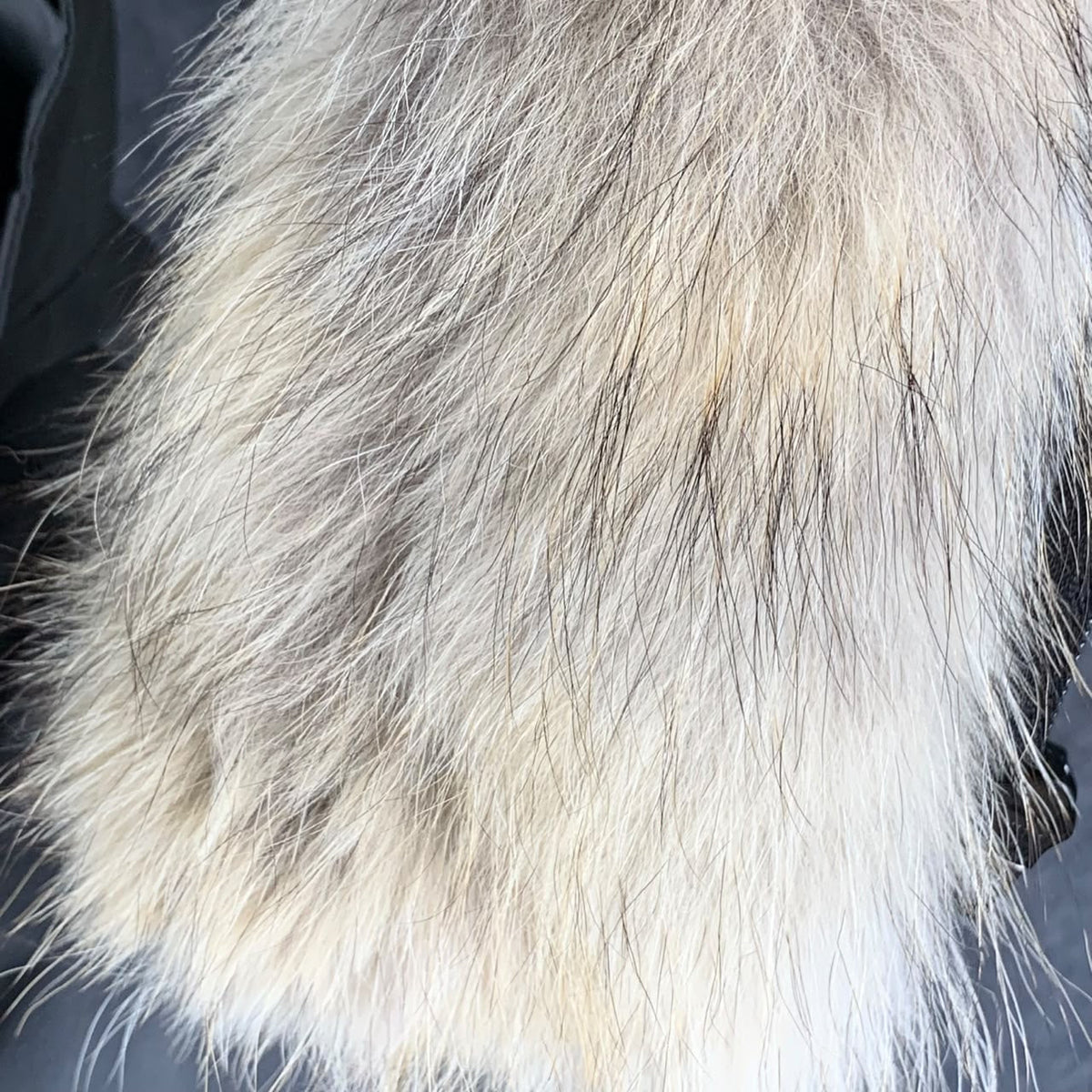 Canada Goose Expedition Parka Gray